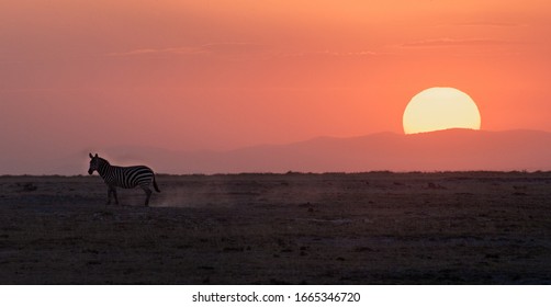 サバンナ 夕日 の画像 写真素材 ベクター画像 Shutterstock