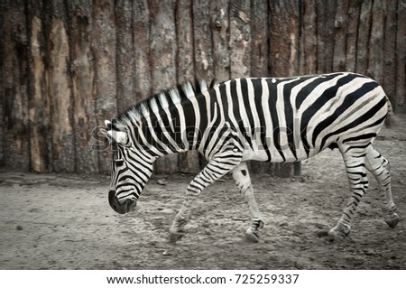 Similar – Image, Stock Photo street-graffiti-zebra