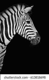 Zebra on Black