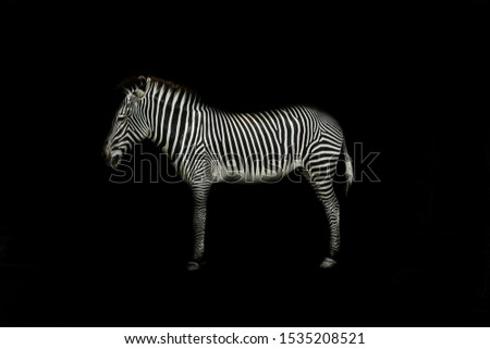 Similar – To blur a zebra 2.0 Zebra