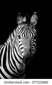 Zebra on dark background. Black and white image