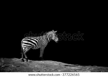 Similar – Image, Stock Photo street-graffiti-zebra