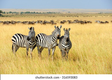 Zebra on grassland in Africa, National park of Kenya - Powered by Shutterstock