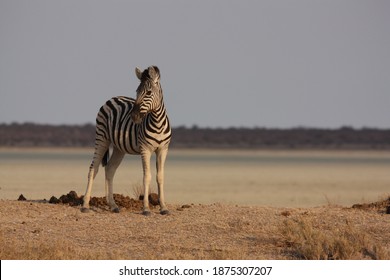 Zebra On A Hill, Standing Over The Horizon Against A Pale Blue Sky With A Salt Pan In The Background.