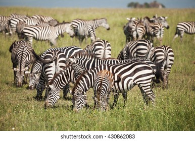 zebra on migration in wildlife. nature in Tanzania Africa.