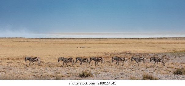 Zebra on the move in soft light
