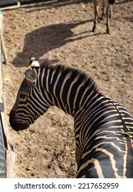 Zebra On Sand From Higher Vantage Point