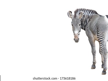 Zebra On A White Background