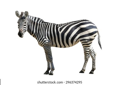 Zebra  On White Background