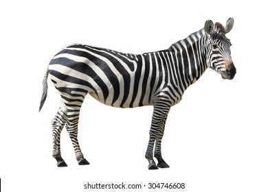 Zebra  On White Background