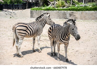 Zebra in the open zoo