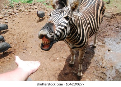 Zebra Teeth Stock Images, Royalty-Free Images & Vectors | Shutterstock