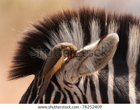 Zebra and Oxpecker