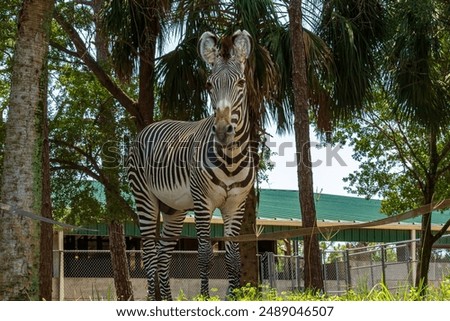 Zebra with palm trees in Florida