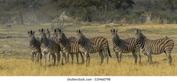 Zebra Panorama In Okavango Delta
