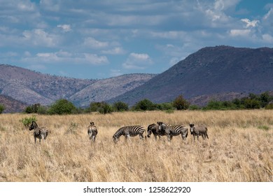 zebra panorama  South Africa - Shutterstock ID 1258622920