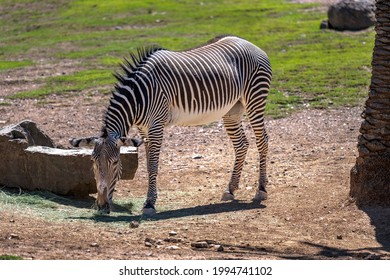 Zebra At The Phoenix Zoo