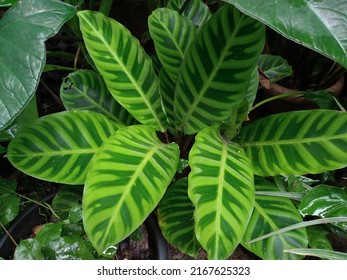 Zebra Plant Leaves As Background