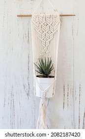 Zebra Plant In Pot With Cotton Macrame Plant Holder Hanging On  Wood Background