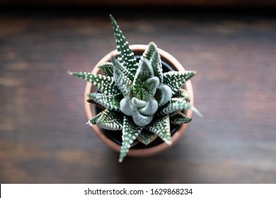 Zebra Plant In Windowsill From Above