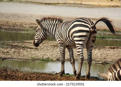 Zebra is pooping  near the pond. Wild animal in the nature. Animal in the zoo.