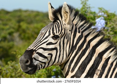 Zebra Portrait