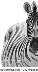 Zebra portrait in black and white,  isolated on white