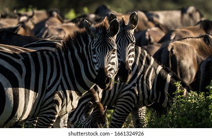 Zebra Portrait In Heard Late Afternoon