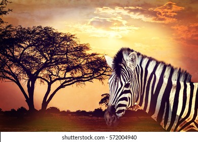 Zebra Portrait On African Sunset With Acacia Background. Africa Safari Wildlife And Wilderness Concept