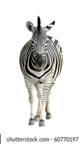 Zebra Pregnant Isolated