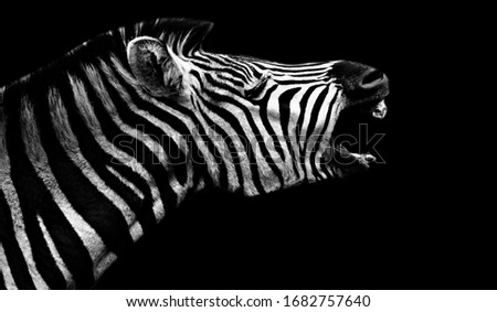 Zebra Roaring On The Black Background