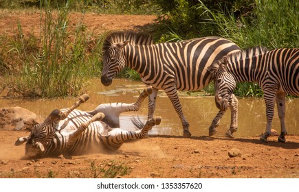 Zebra Rolling In Dust