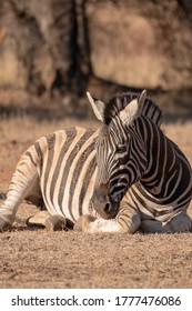 A Zebra Rolling In The Dust.