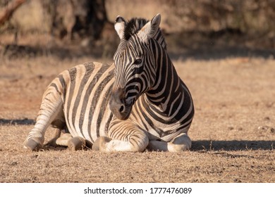 A Zebra Rolling In The Dust.