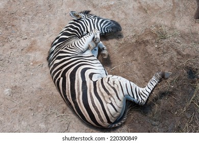 Zebra Rolling In The Dust