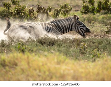 Zebra Rolling On The Ground