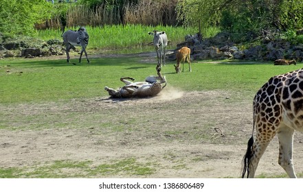 
Zebra Rolling In The Sand