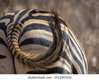 Zebra Rump With Tail Swishing 