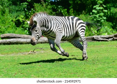 Zebra Running