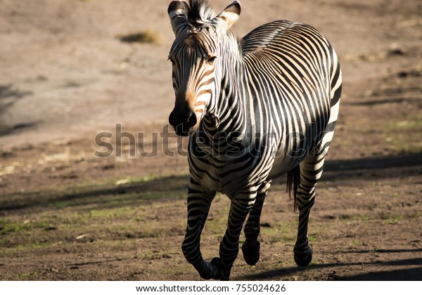 Zebra Running Away Stock Photo Edit Now 755024626