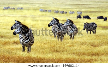zebra' s grazing on grassland in Africa 