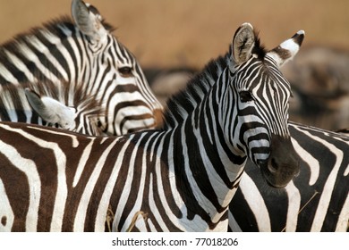 Zebra, Serengeti National Park, Tanzania, East Africa