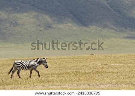 Zebra in Serengeti savanna - National Park in Tanzania, Africa, panoramic of wild life
