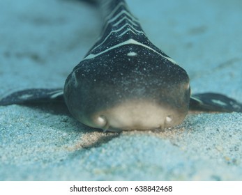 Zebra Shark