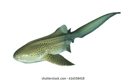 Zebra Shark Isolated On White Background (Leopard Shark)