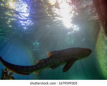 A Zebra Shark (Stegostoma Fasciatum)