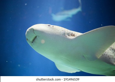 Zebra Shark (Stegostoma Fasciatum) In An Aquarium