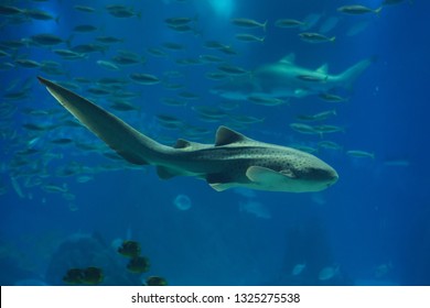 Zebra Shark (Stegostoma Fasciatum). Marine Fish. 