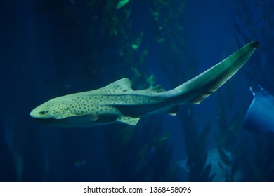 Zebra Shark (Stegostoma Fasciatum). Marine Fish. 