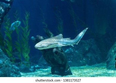 Zebra shark (Stegostoma fasciatum) swimming in the bottom of aquarium